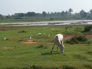 La India rural