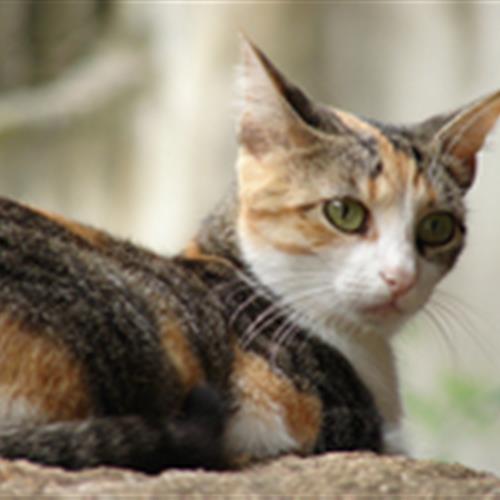 Microvoluntariado Apoyo a campaña de protección de gatos en Castellón