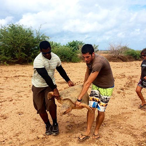 Voluntariado con tortugas África/ Cabo Verde