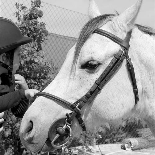 Voluntariado para terapia asistidas con caballos