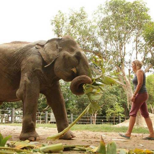 Elefantes y fauna en Tailandia