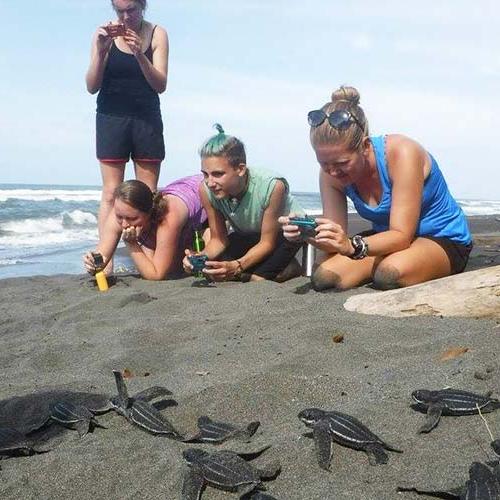 Voluntariado con tortugas costa rica