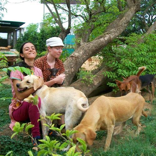 Microproyectos de cooperación: India. veterinaria 
