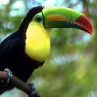 Paula Buzarra