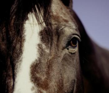 terapias con caballos