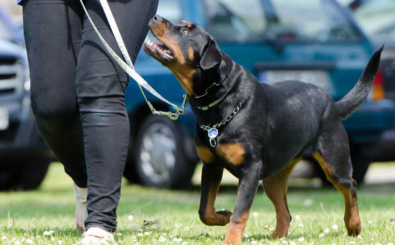 Voluntario/a para taller de terapia asistida con animales