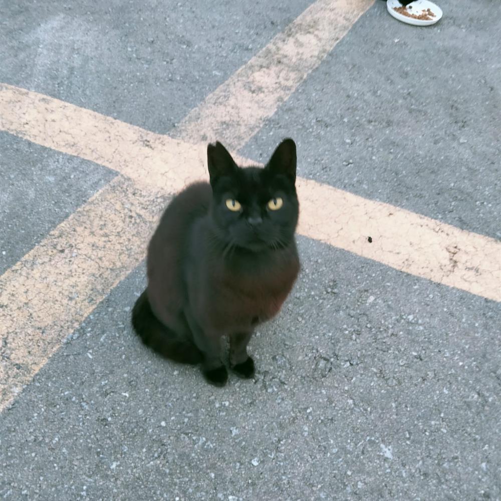 Cuidado de gatos en sus refugios 