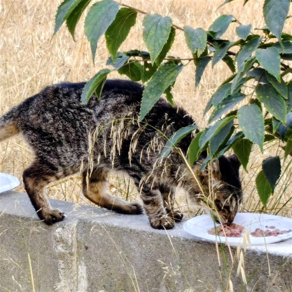 Maullidos urbanos: gestión y cuidado de colonias de gatos urbanos.