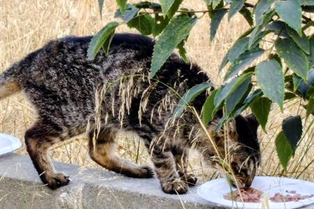 Maullidos urbanos: gestión y cuidado de colonias de gatos urbanos.