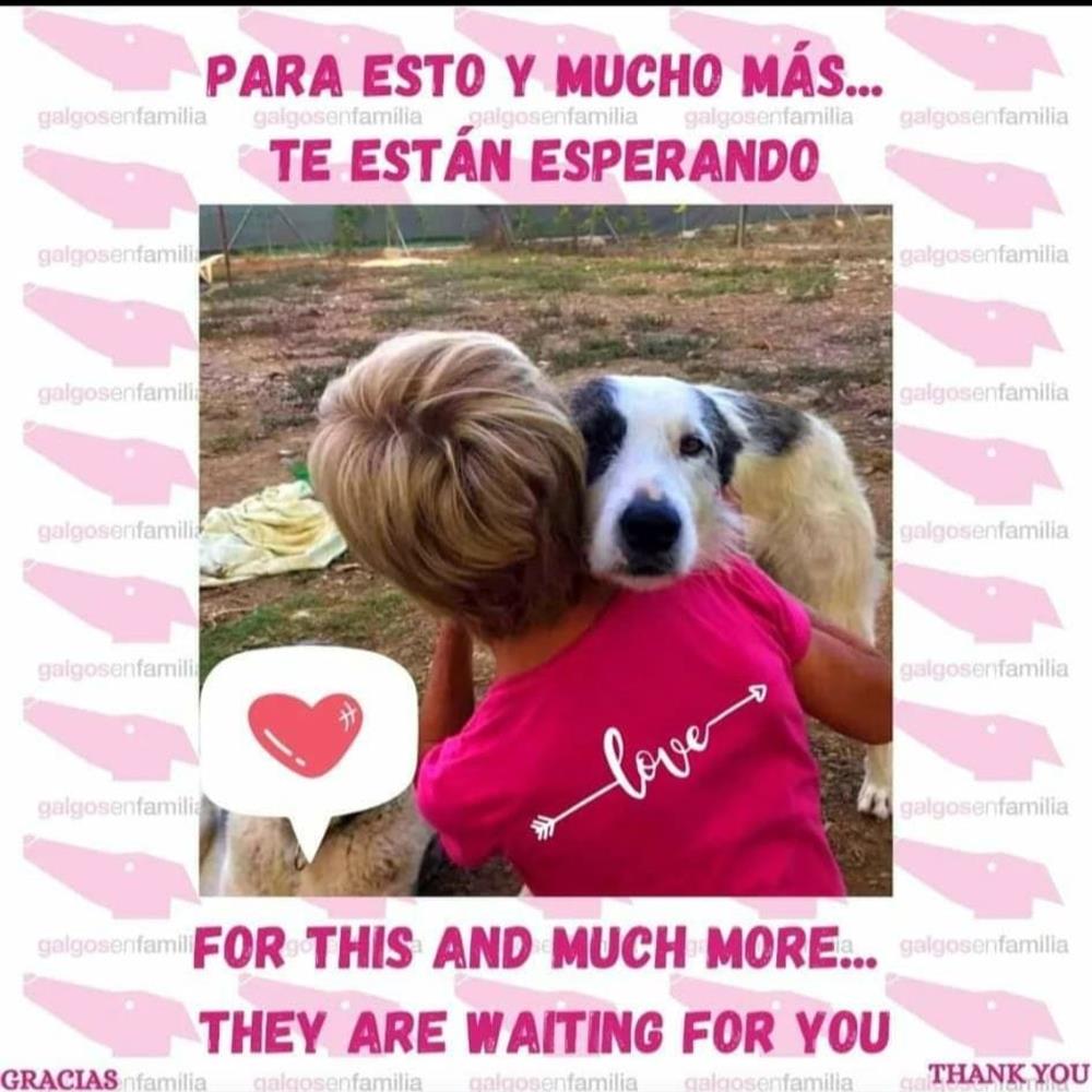 Voluntariado con galgos