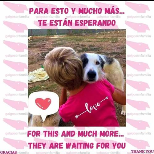 Voluntariado con galgos
