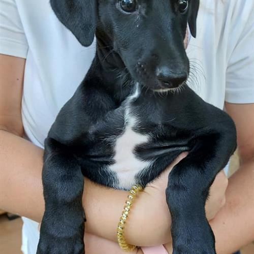 Voluntariado con galgos los miércoles por la mañana