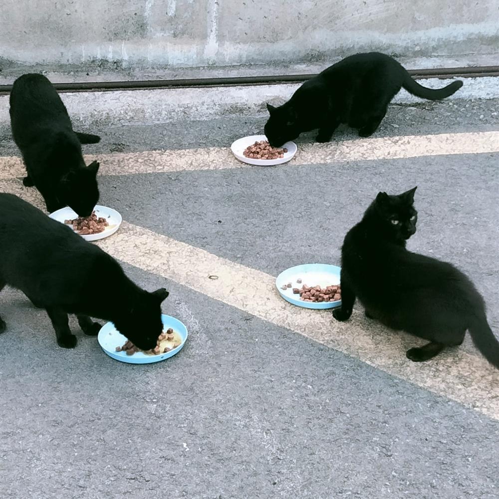 Cuidar gatos en refugios 