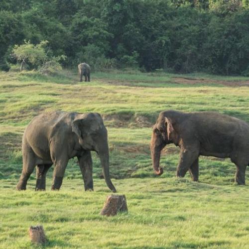 Voluntariado Sri Lanka: centro de conservación de fauna salvaje y desarrollo comunitario