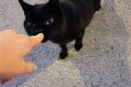 Voluntariado con gatos en refugios