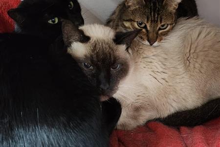 Gestión y cuidado de nuestro refugio felino.
