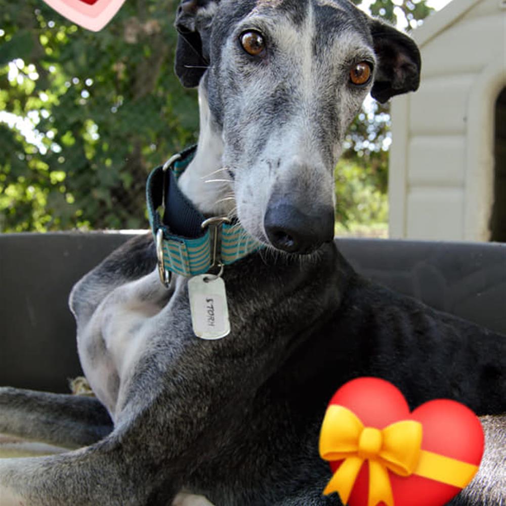 Voluntariado con galgos los viernes mañana