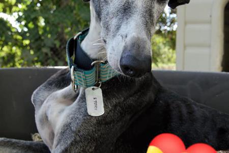 Voluntariado con galgos los viernes mañana