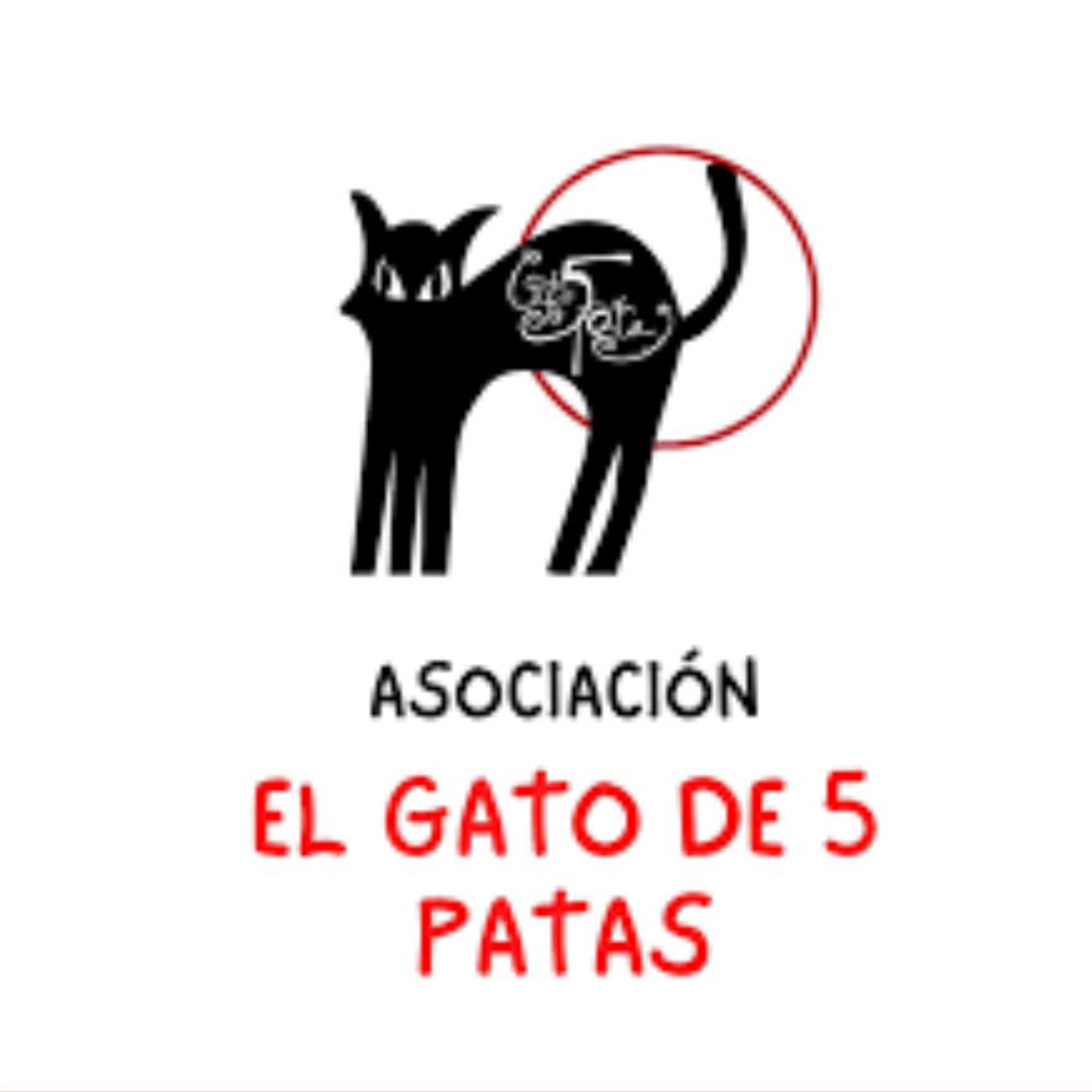 Voluntariado con adolescentes con discapacidad intelectual asociación el gato de 5 patas