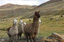 Proyecto en granja de alpacas en Perú