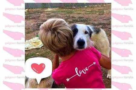 Voluntariado con galgos