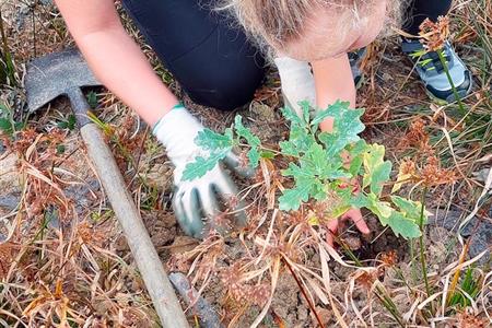 Voluntariado medioambiental