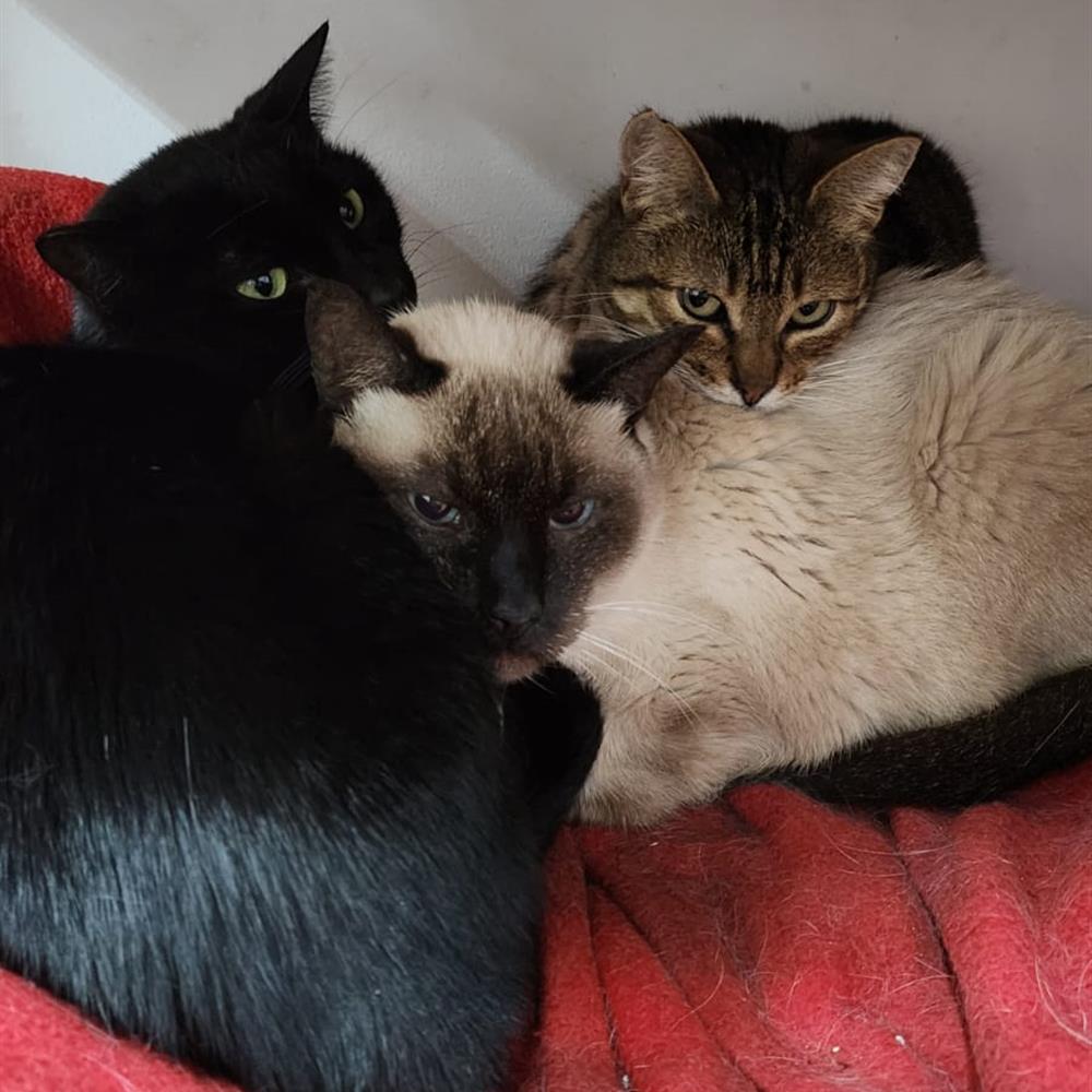 Gestión y cuidado de nuestro refugio felino.