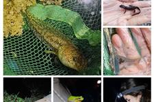 Muestreos de anfibios y fauna asociada a humedales - proyecto bioasis