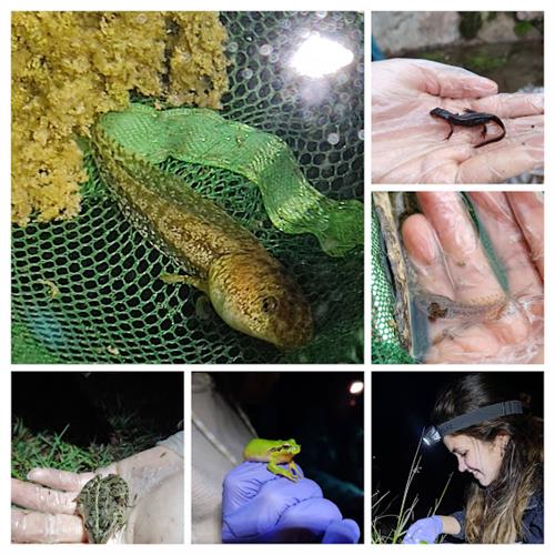 Muestreos de anfibios y fauna asociada a humedales - proyecto bioasis