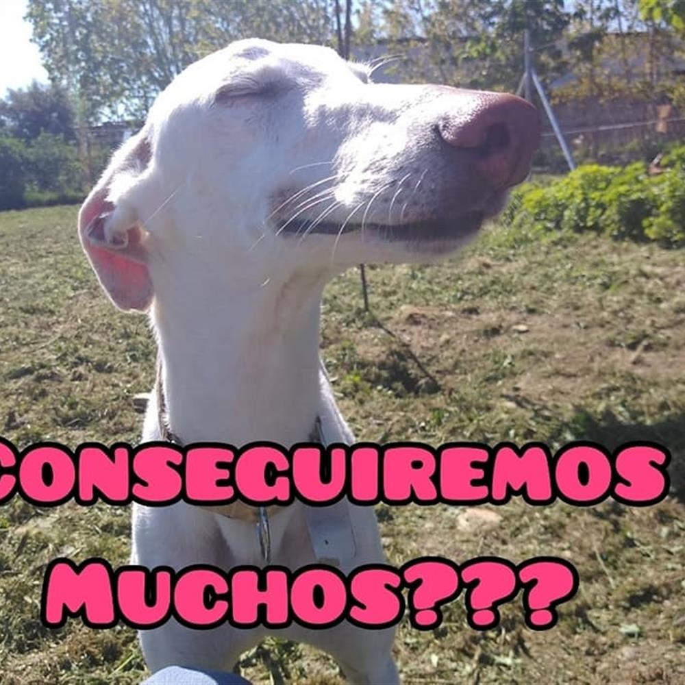 Voluntariado con galgos los jueves por la tarde