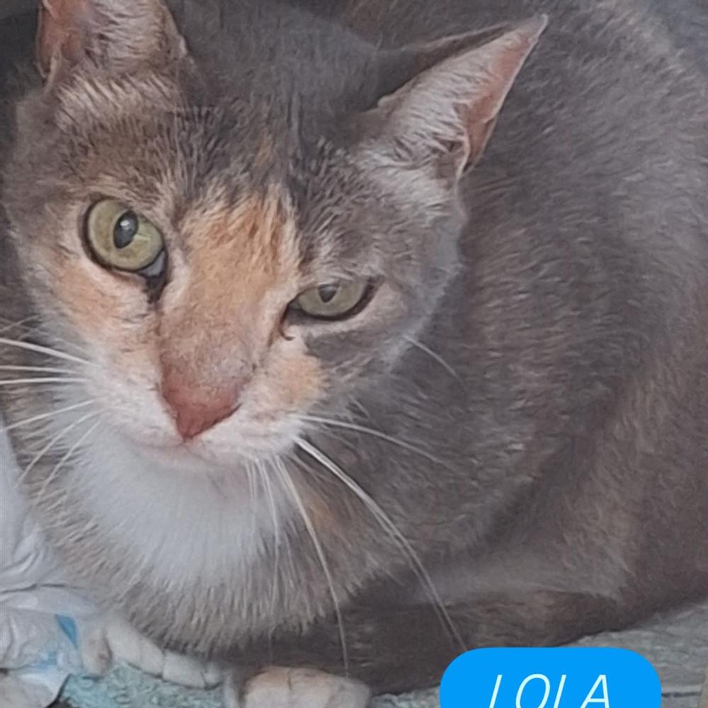 Poblenou, en refugio para gatos buscamos manitas 