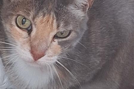 Poblenou, en refugio para gatos buscamos manitas 