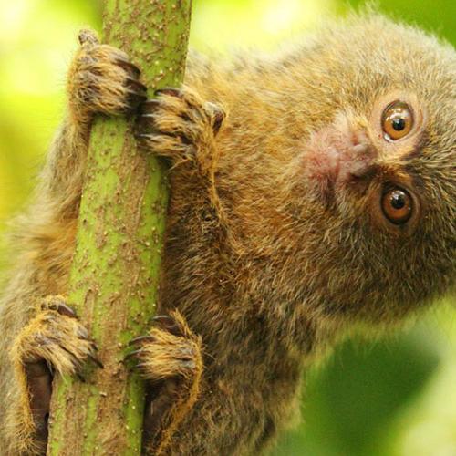 Voluntariado en Ecuador rescate fauna salvaje