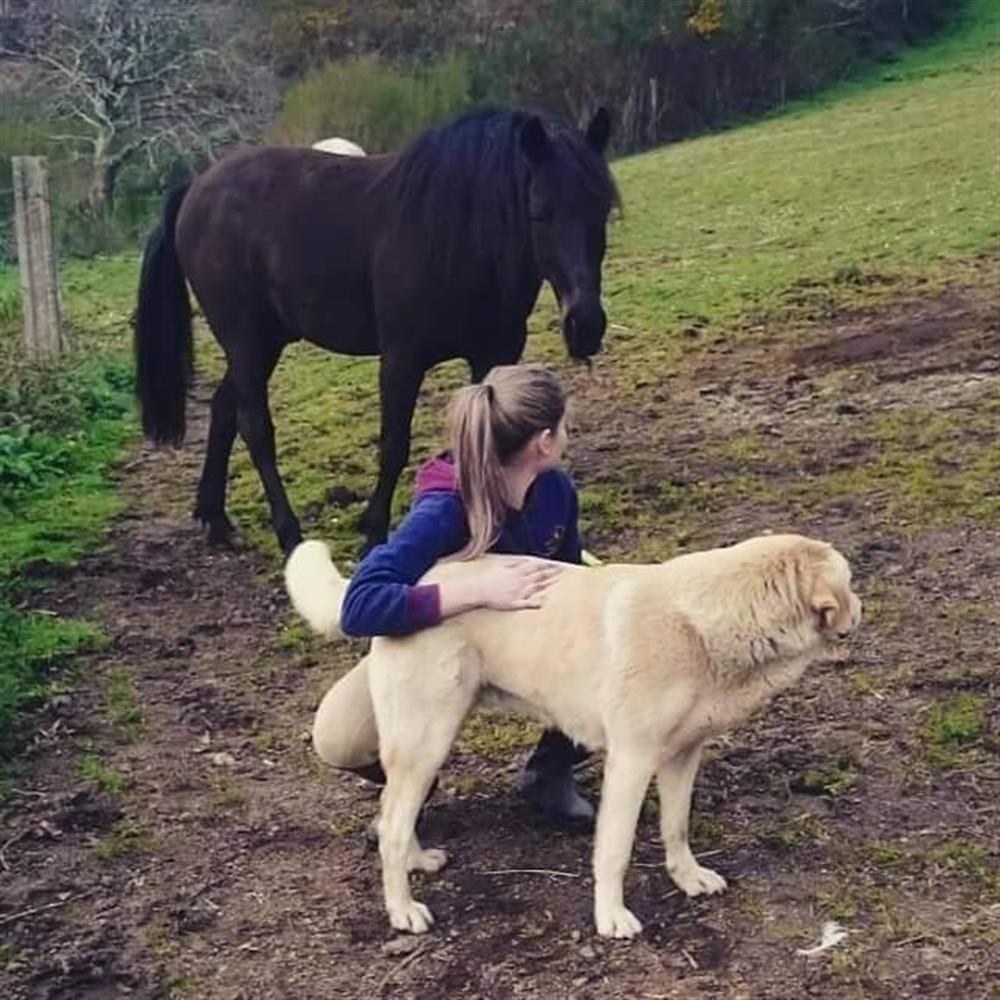 Te gustan los caballos??