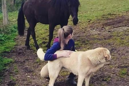 Te gustan los caballos??