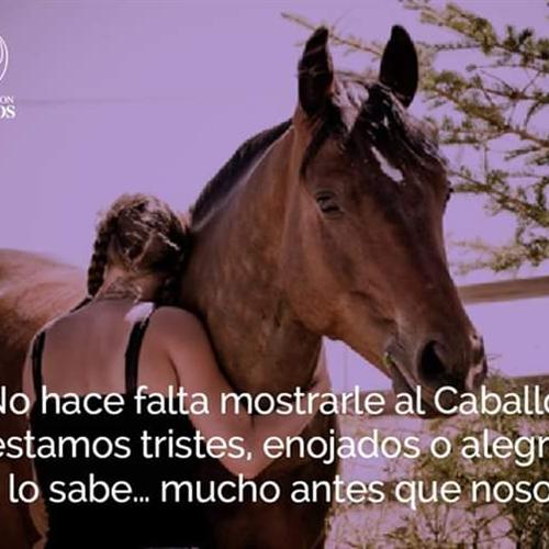 Voluntariado para ayudar a caballos víctimas de malos tratos