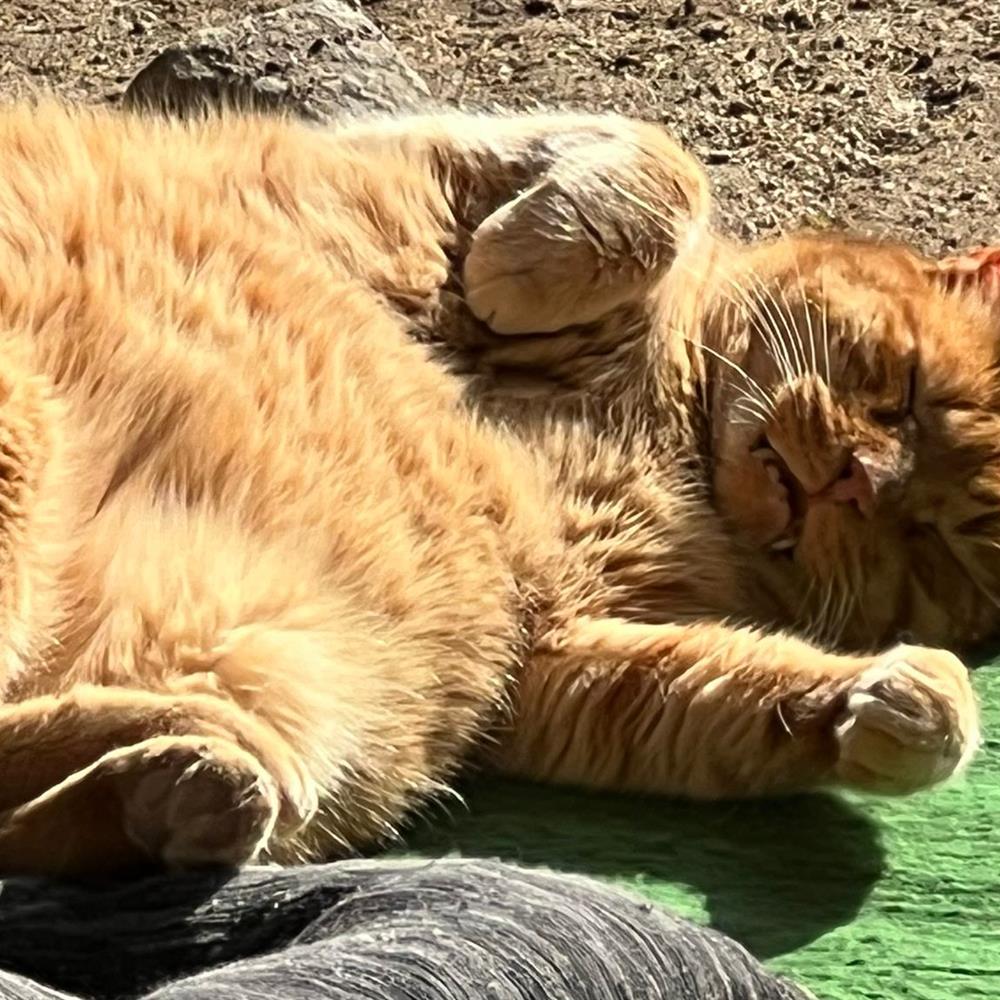 Poblenou voluntariado con mascotas  (gatos)