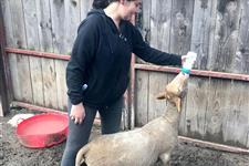 Buscamos urgentemente personas cualificadas en veterinaria para santuario de animales
