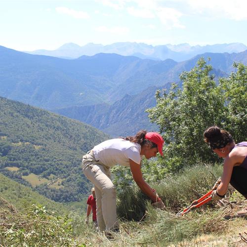 Buscamos 300 voluntarios. ofrecemos vivir y trabajar una semana en los bosques del pirineo