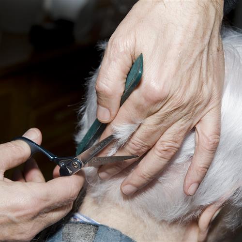 Voluntario/a peluquero/a: ayuda cortando el pelo a personas mayores solas y sin recursos