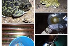 Fotógrafo - muestreos de anfibios y fauna asociada a humedales - proyecto bioasis