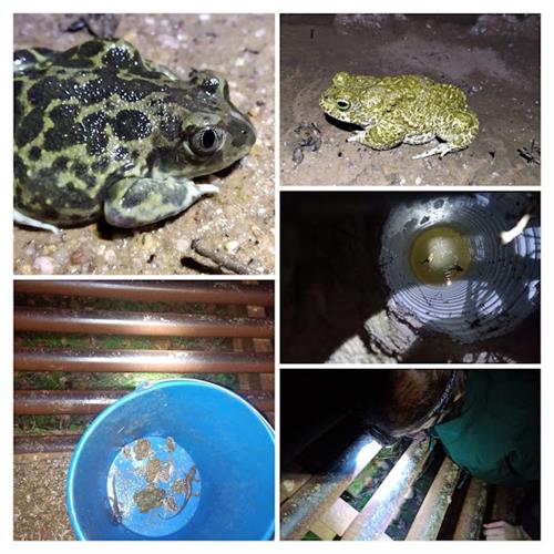 Fotógrafo - muestreos de anfibios y fauna asociada a humedales - proyecto bioasis