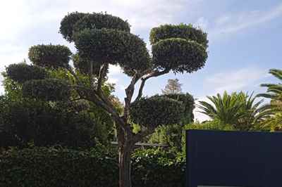 Jardinería. poda ornamental de arboles.
