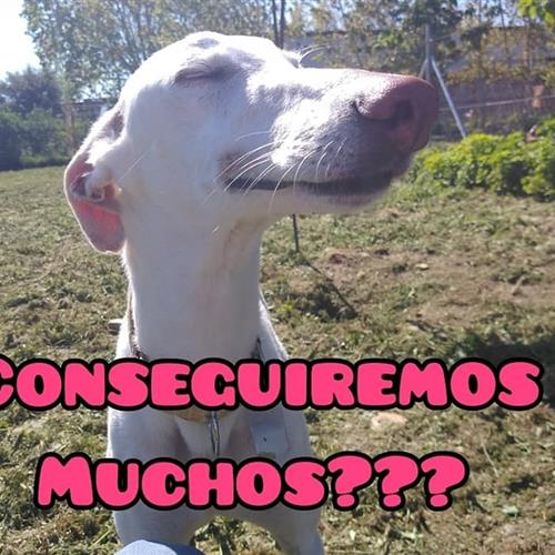 Voluntariado con galgos los jueves por la mañana