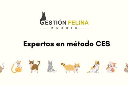 Voluntariado presencial gestión felina