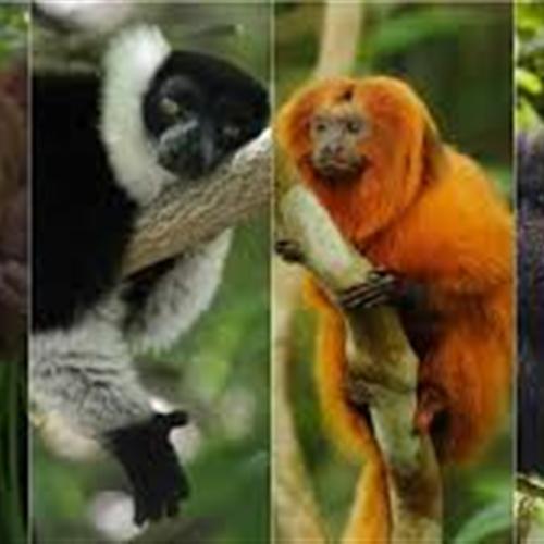 Sve en reino unido colaborando con santuario de primates durante 2 meses