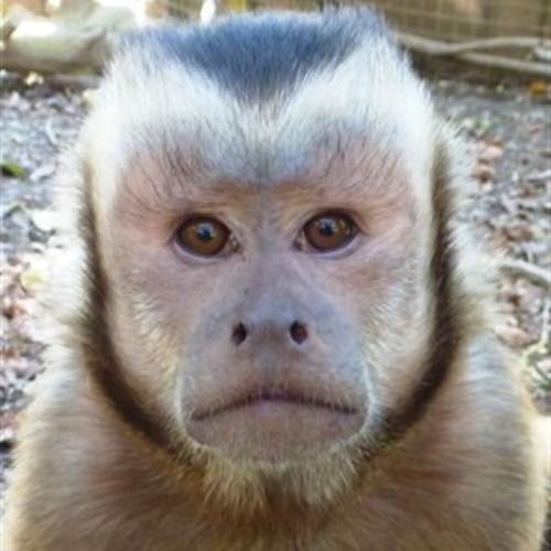Sve en santuario para primates en reino unido - 2 meses o 12 meses