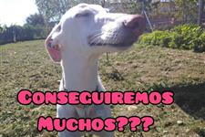 Voluntariado con galgos los jueves por la mañana