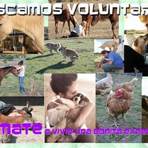 Voluntarios/as para santuario de caballos abandonados