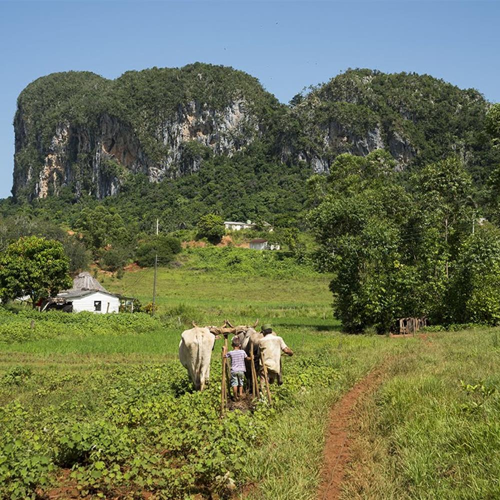 Cuba comunidad rural viñales - inmersión cultutal (América Latina)